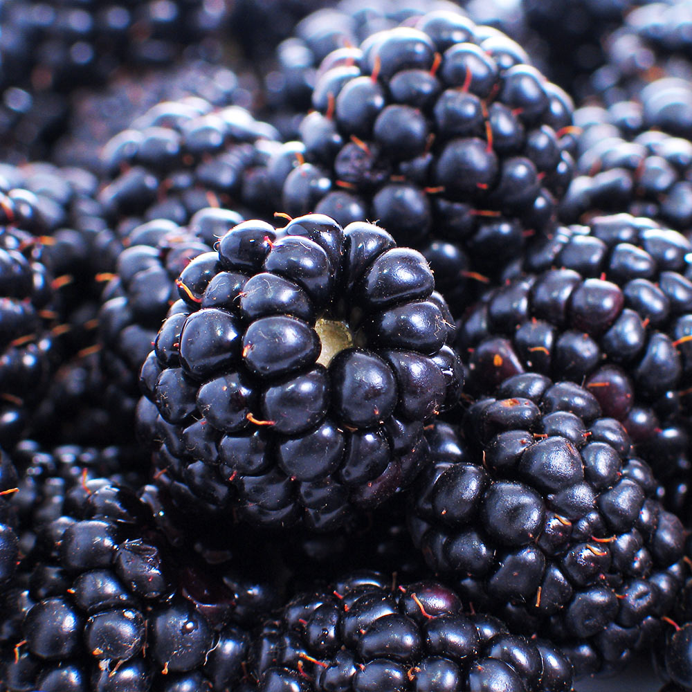 #1 - Thornless Blackberry Bush