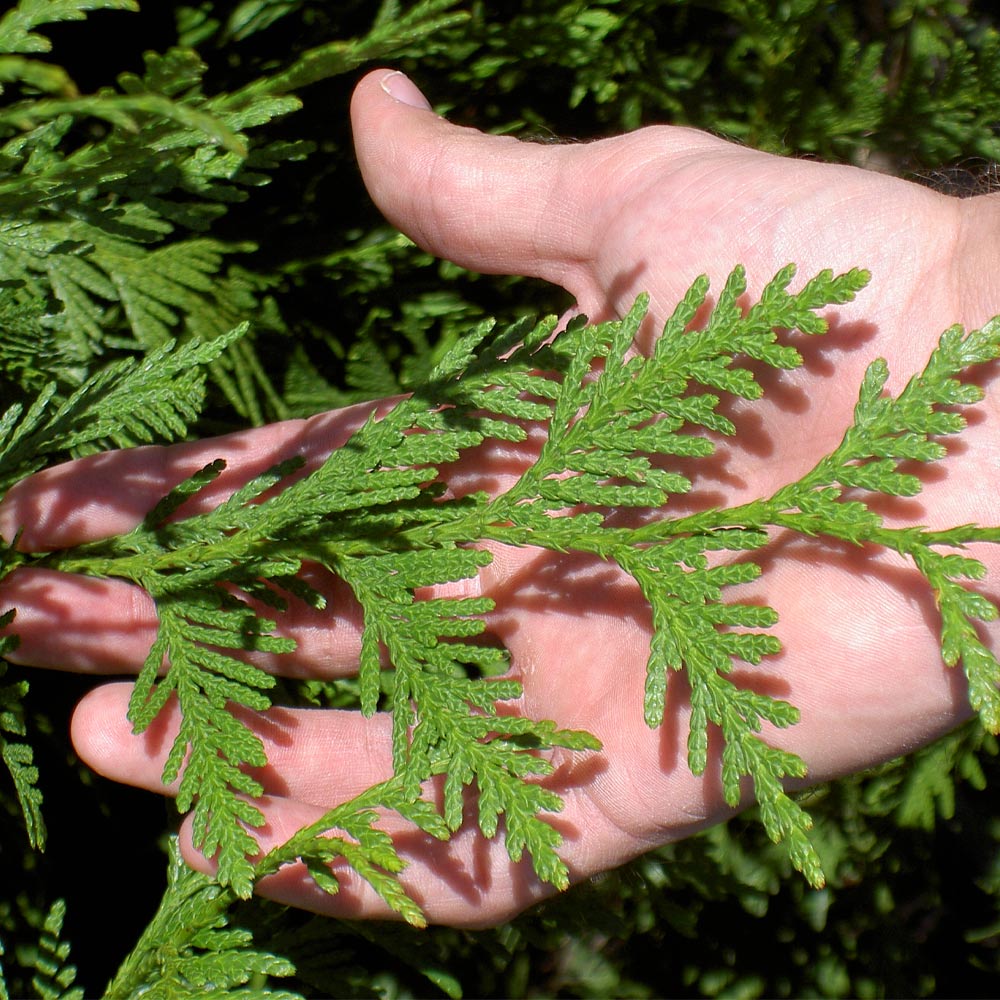 #5 - Thuja Green Giant Tree
