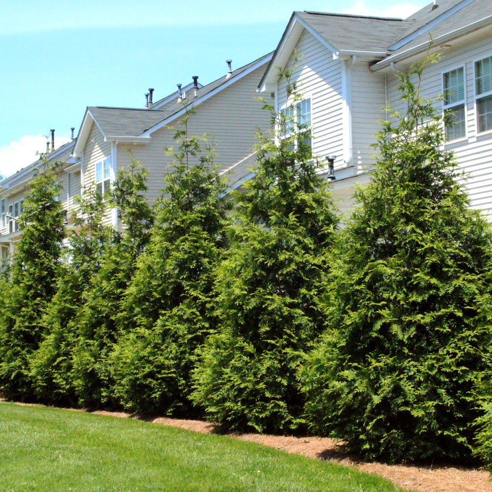 #3 - Thuja Green Giant Tree