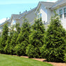 Thuja Green Giant Tree