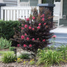 Thunderstruck™ Coral Boom™ Crape Myrtle