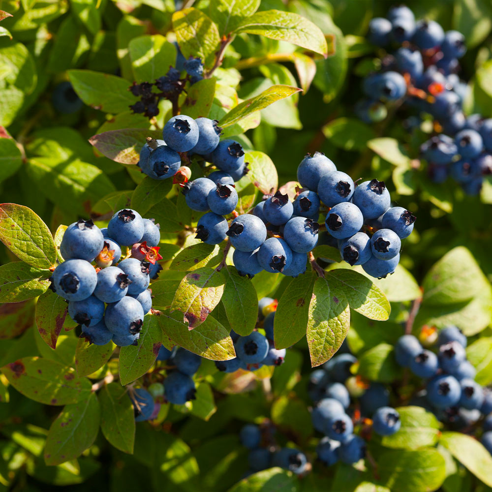 A photo of the Toro Blueberry Bush