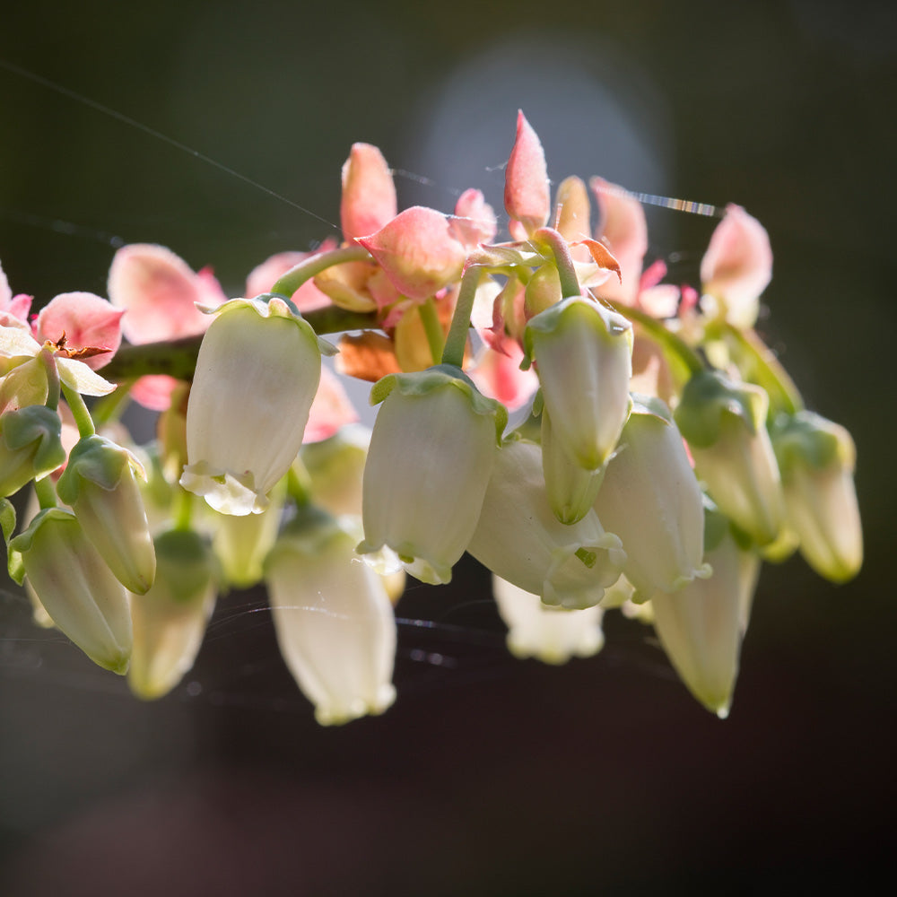 #3 - Toro Blueberry Bush