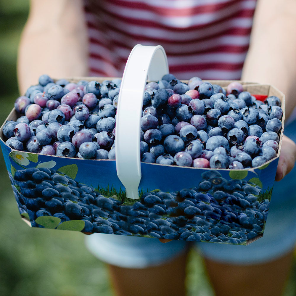 #2 - Toro Blueberry Bush