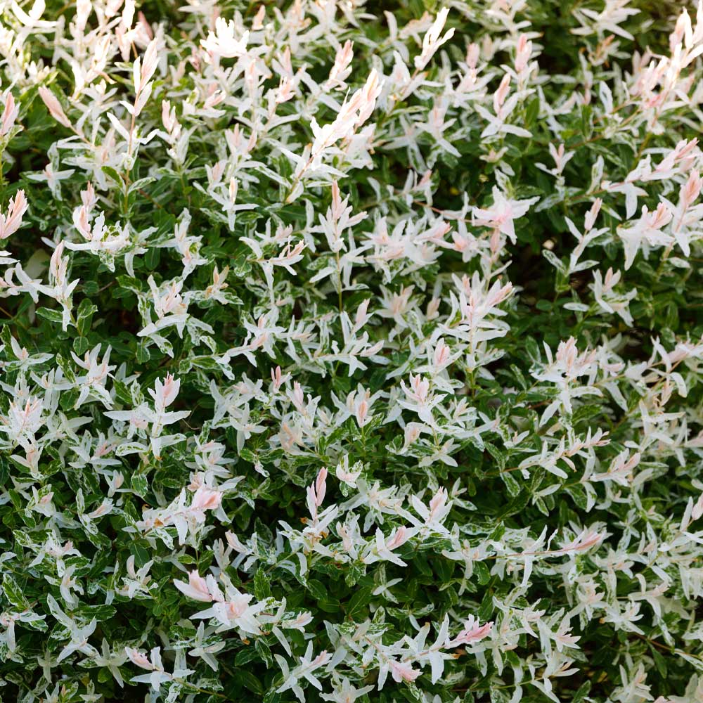 #3 - Tri-Color Willow Shrub