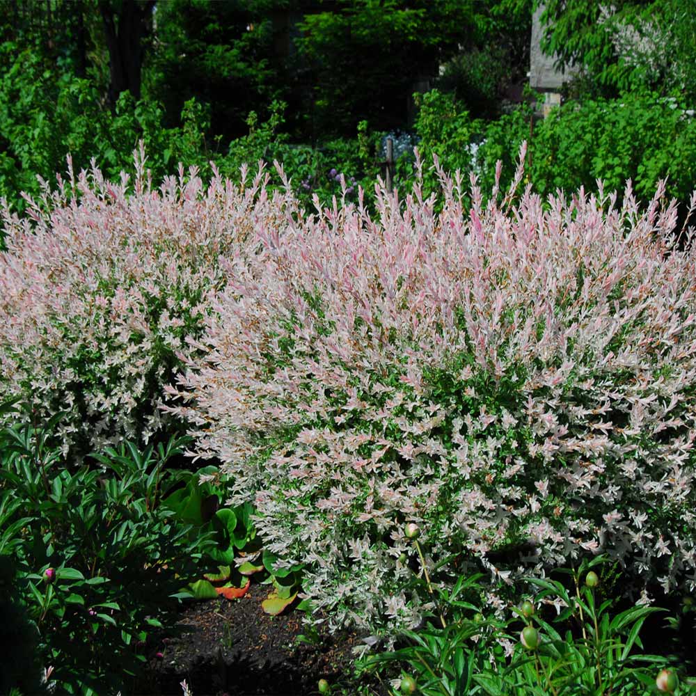 A photo of the Tri-Color Willow Shrub