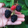 Triple Crown Thornless Blackberry Bush