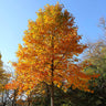Tulip Poplar Tree