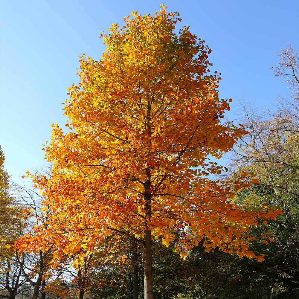 A photo of the Tulip Poplar Tree