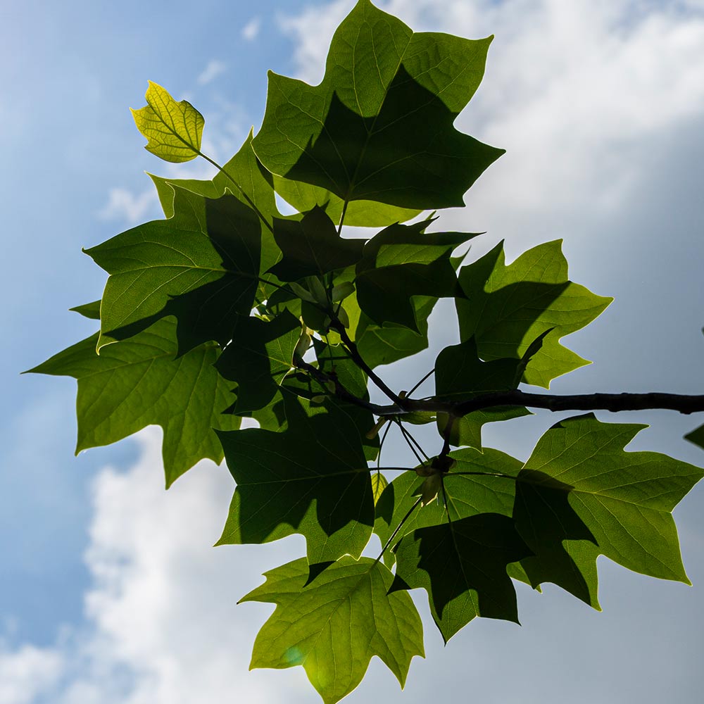 #4 - Tulip Poplar Tree