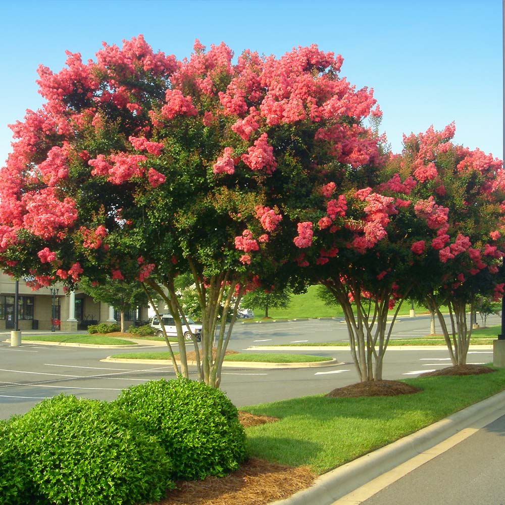 #2 - Tuscarora Crape Myrtle Tree
