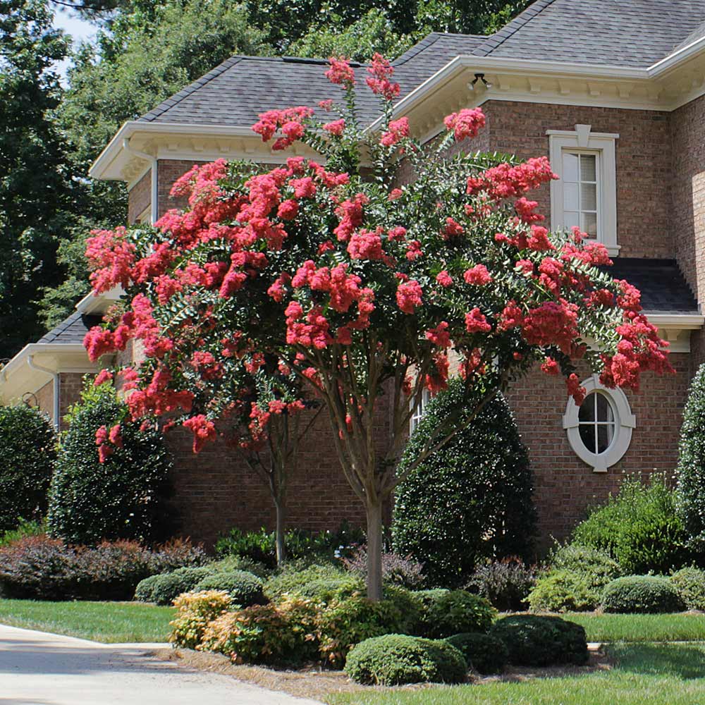 #6 - Tuscarora Crape Myrtle Tree