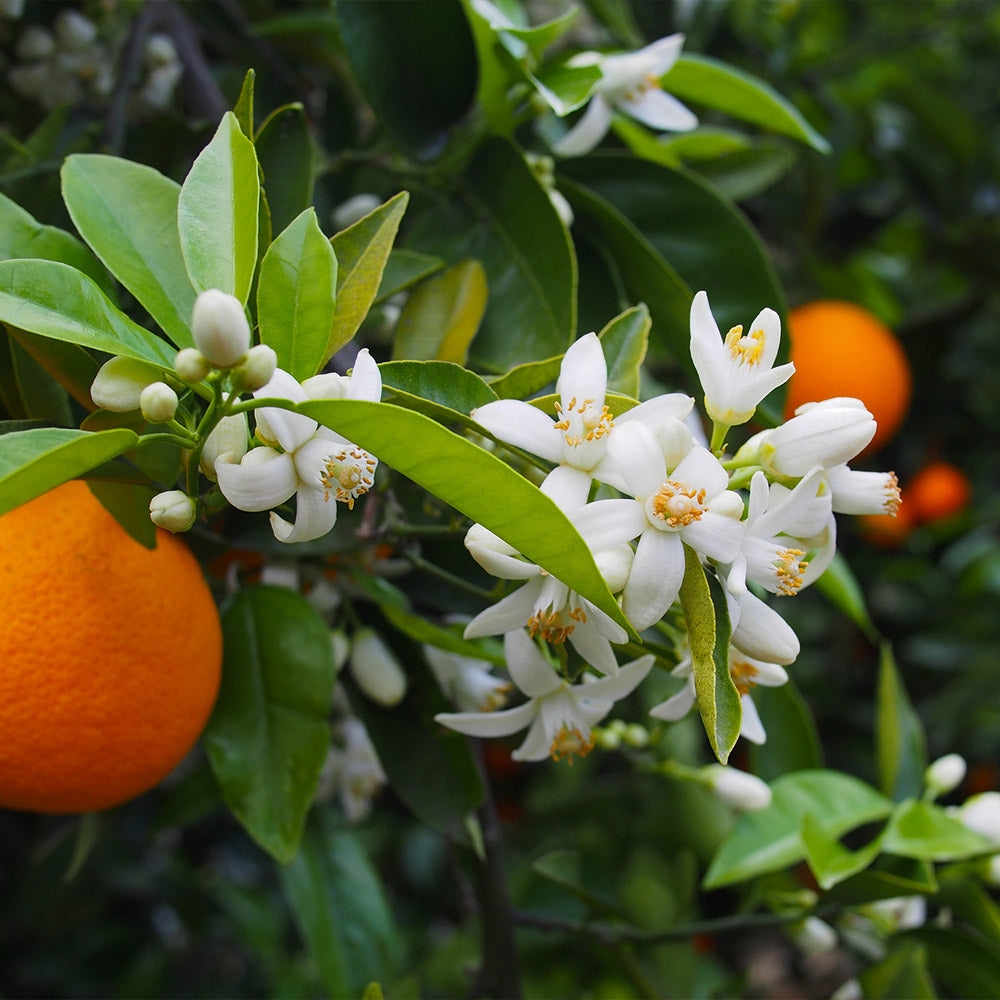 #2 - Valencia Orange Tree