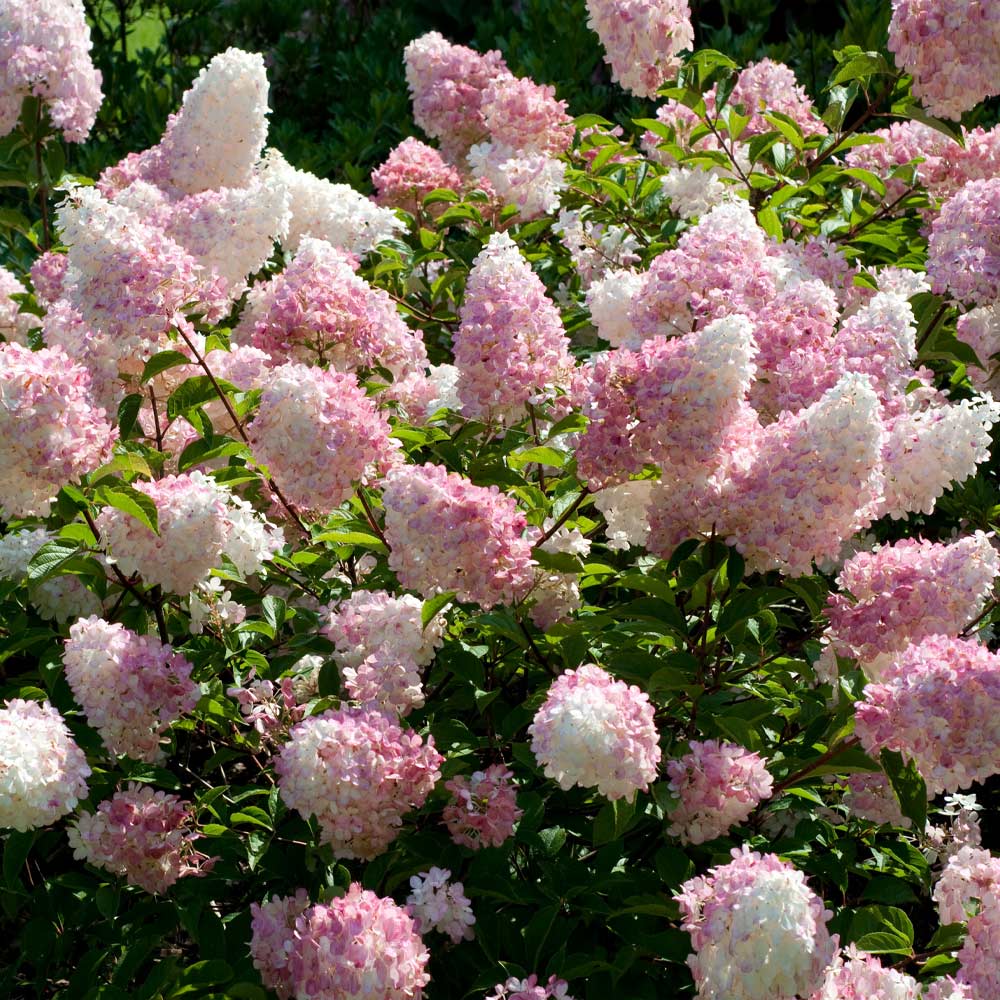 First Editions® Vanilla Strawberry™ Hydrangea Shrub