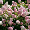 First Editions® Vanilla Strawberry™ Hydrangea Shrub