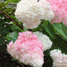 First Editions® Vanilla Strawberry™ Hydrangea Shrub