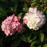 First Editions® Vanilla Strawberry™ Hydrangea Tree