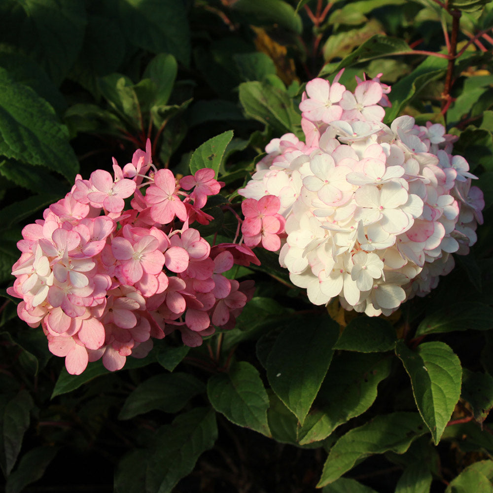 #3 - First Editions® Vanilla Strawberry™ Hydrangea Tree
