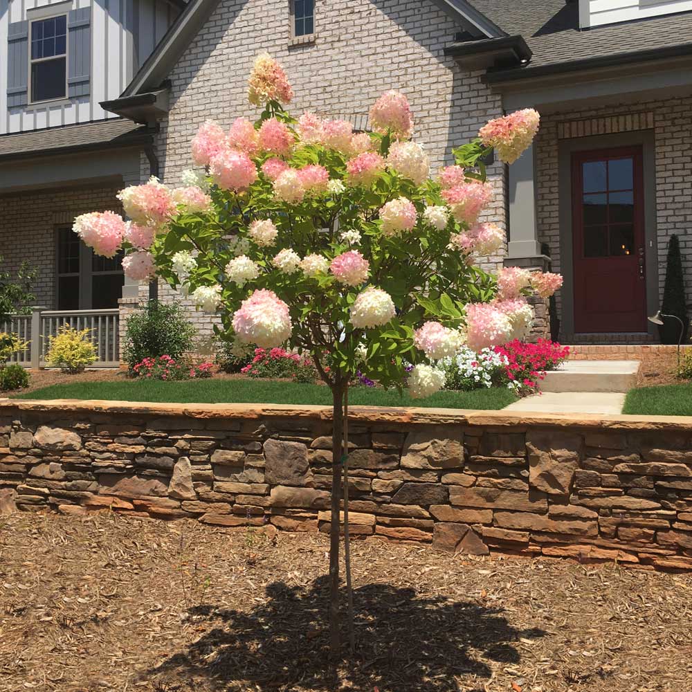 A photo of the First Editions® Vanilla Strawberry™ Hydrangea Tree