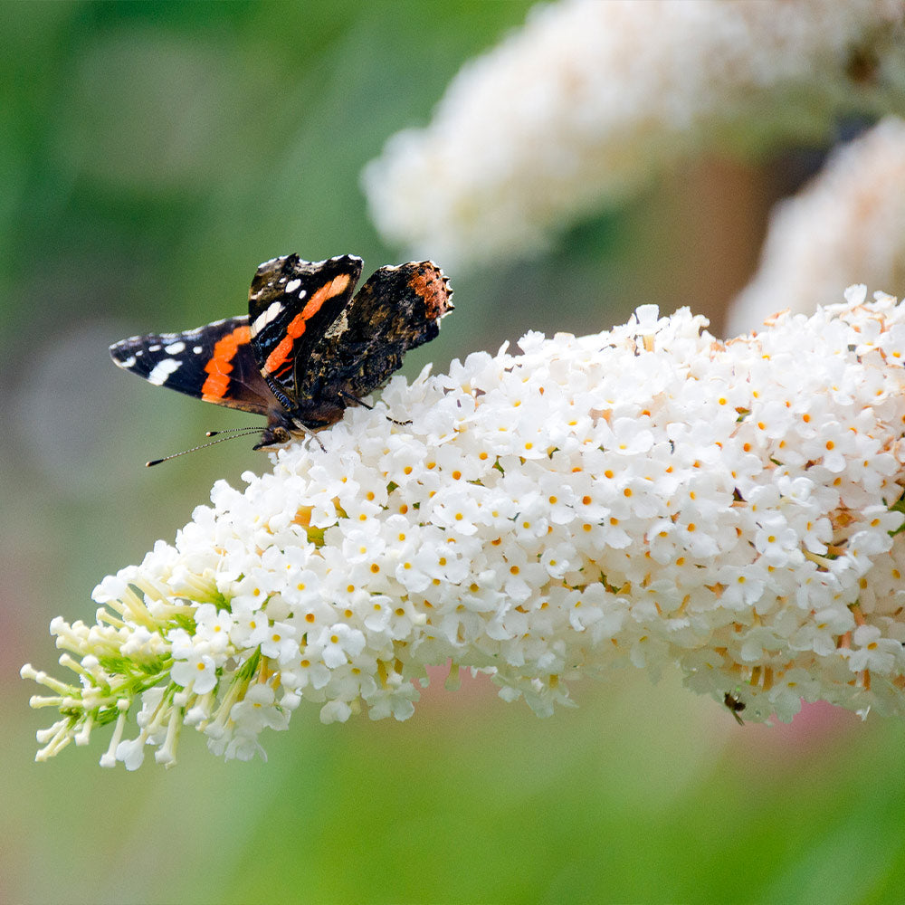 A photo of the Vanilla Treat™ Butterfly Bush (Tree Form)