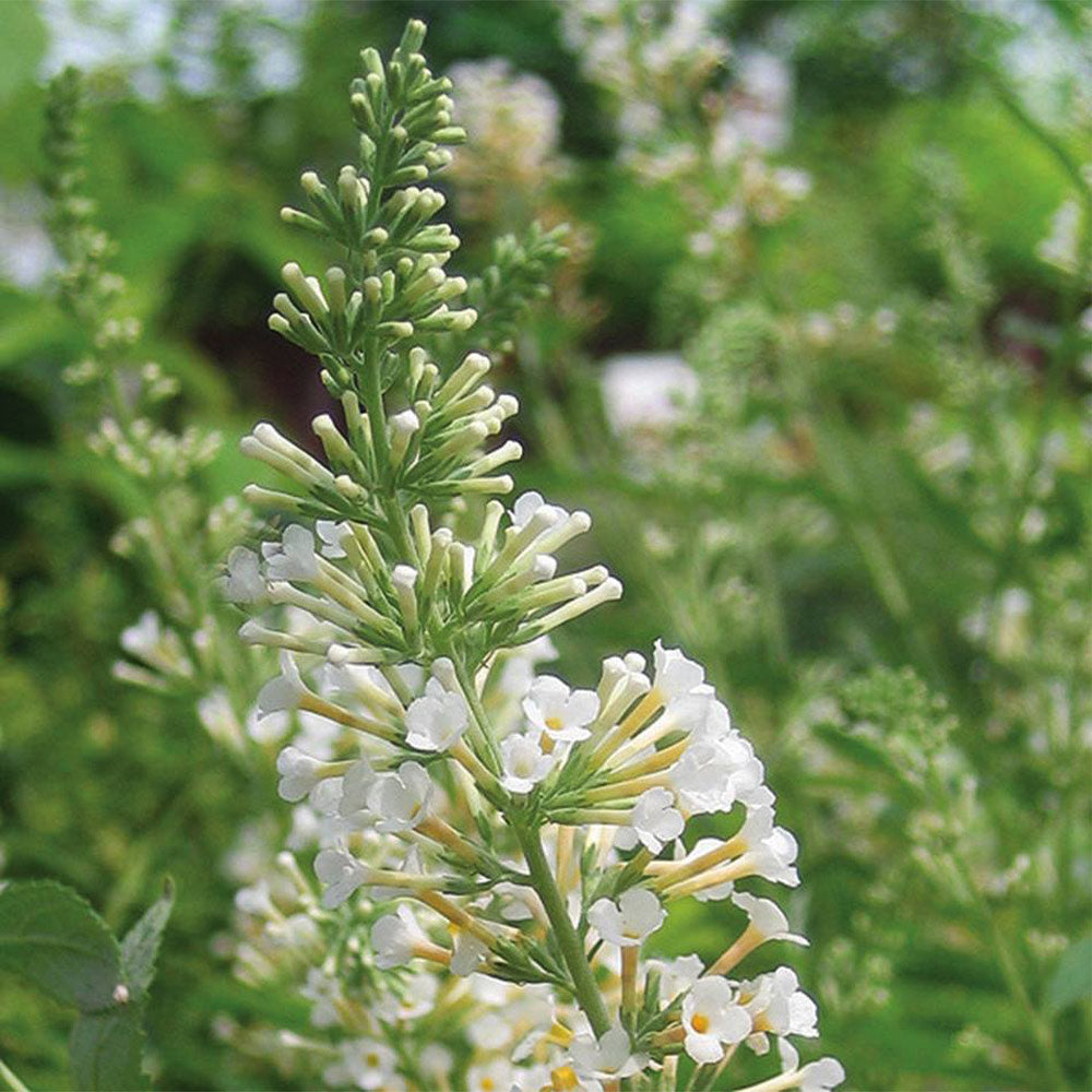 #2 - Vanilla Treat™ Butterfly Bush (Tree Form)