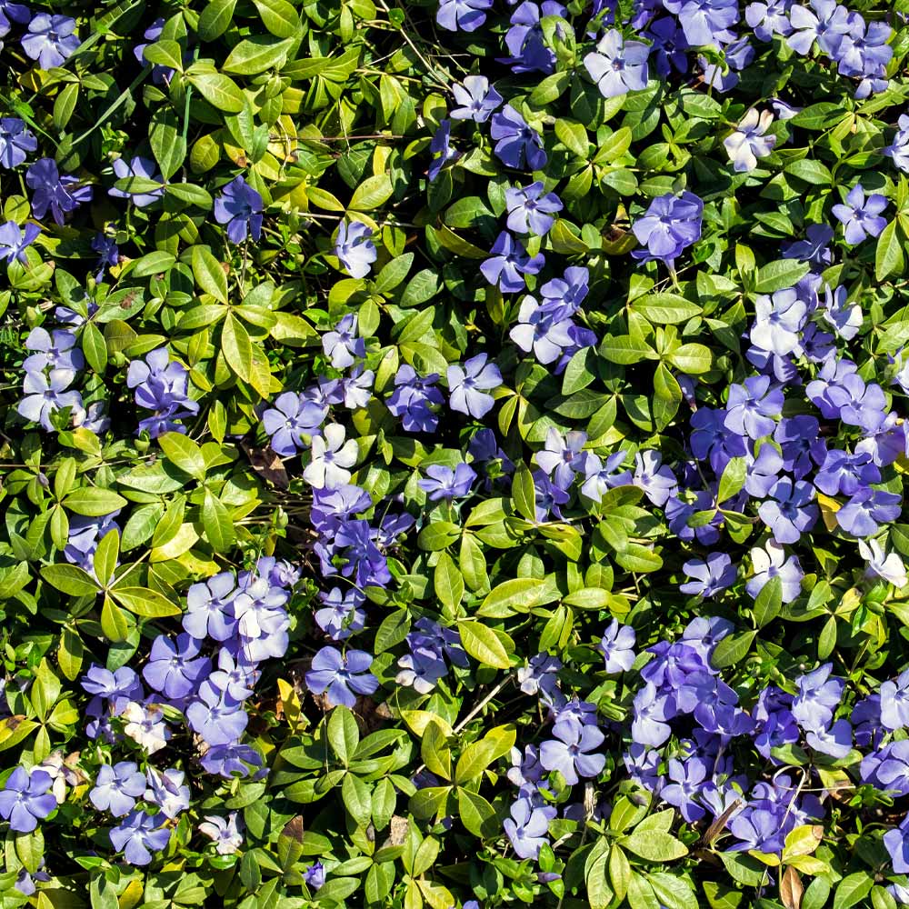 A photo of the Periwinkle Plant