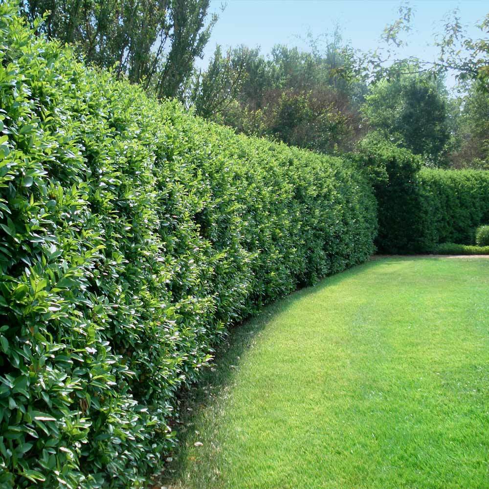 A photo of the Waxleaf Privet Hedge