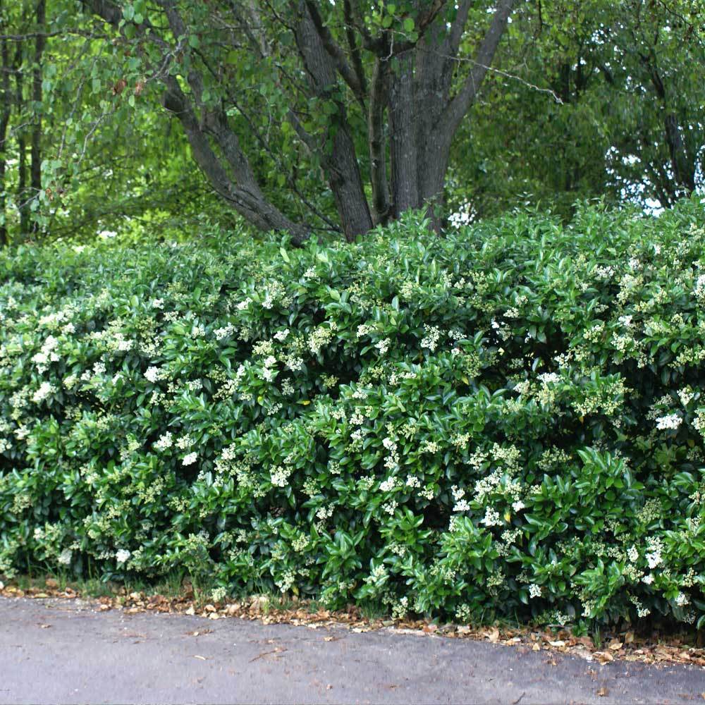 #2 - Waxleaf Privet Hedge