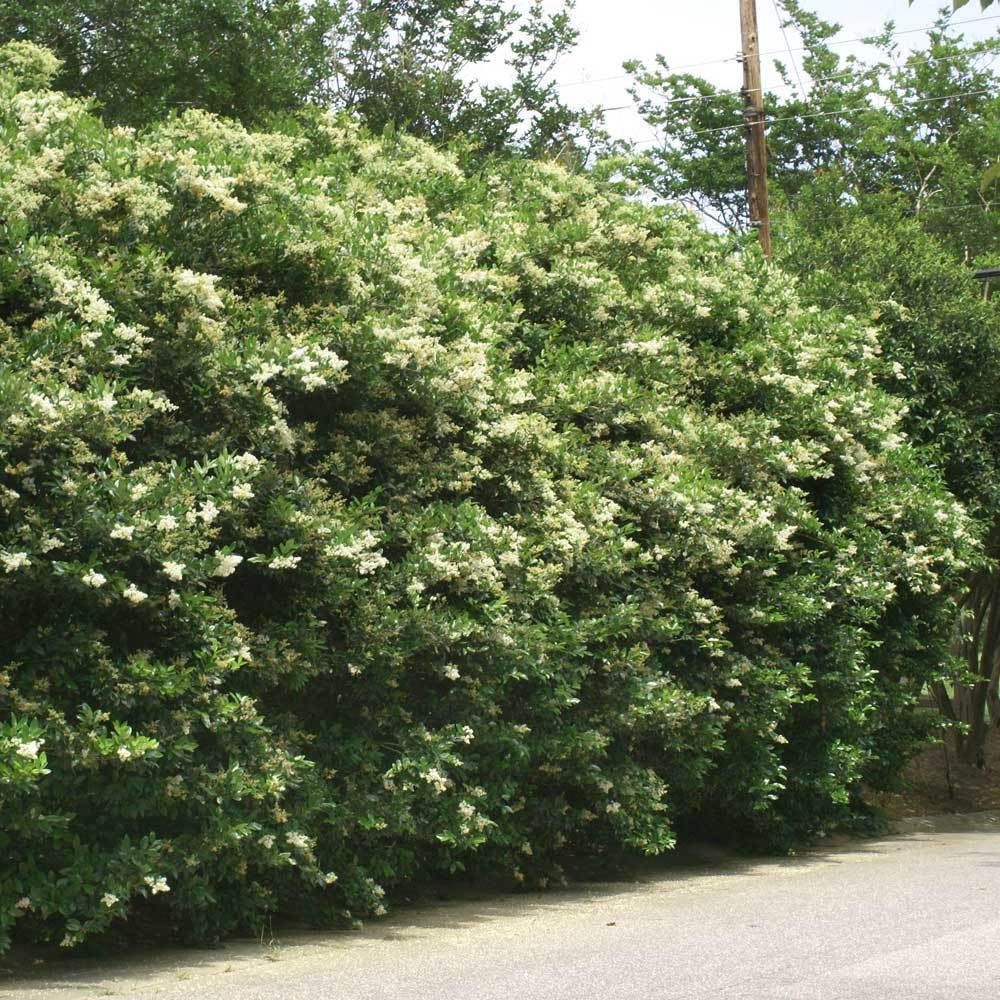 #3 - Waxleaf Privet Hedge
