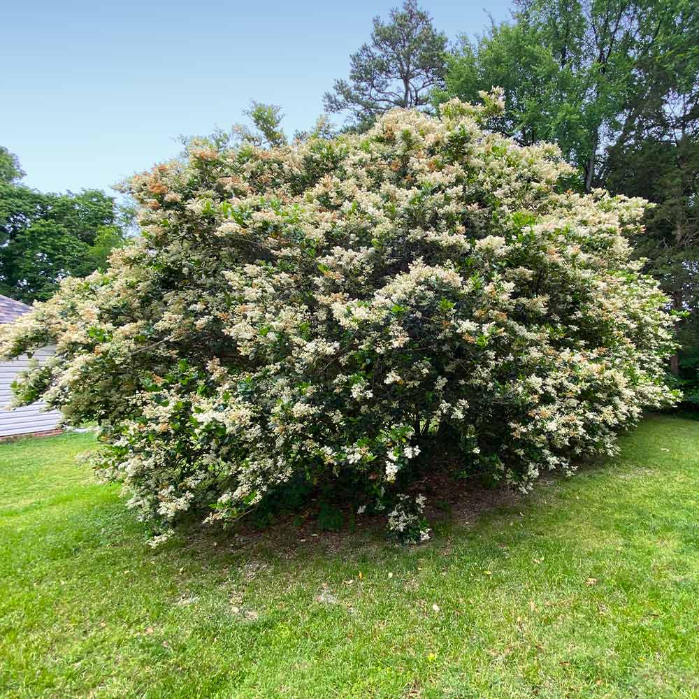 #6 - Waxleaf Privet Hedge
