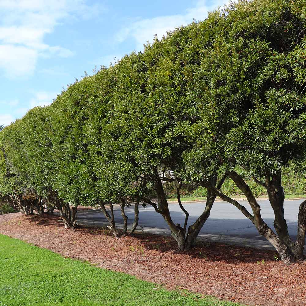 #2 - Wax Myrtle Shrub