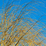 Weeping Willow Tree
