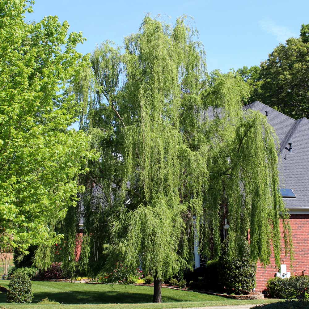 #2 - Weeping Willow Tree
