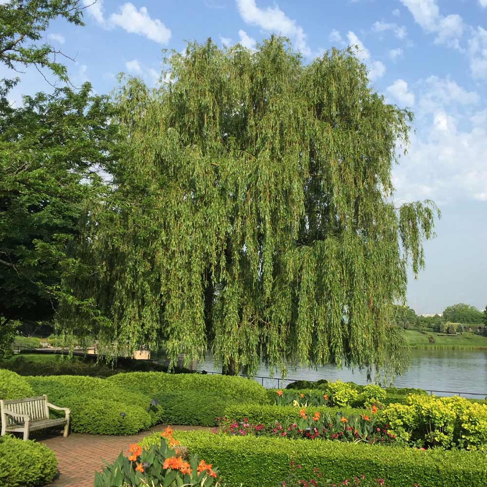 A photo of the Weeping Willow Tree