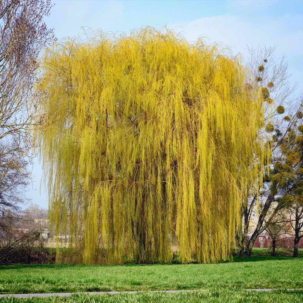 #3 - Weeping Willow Tree