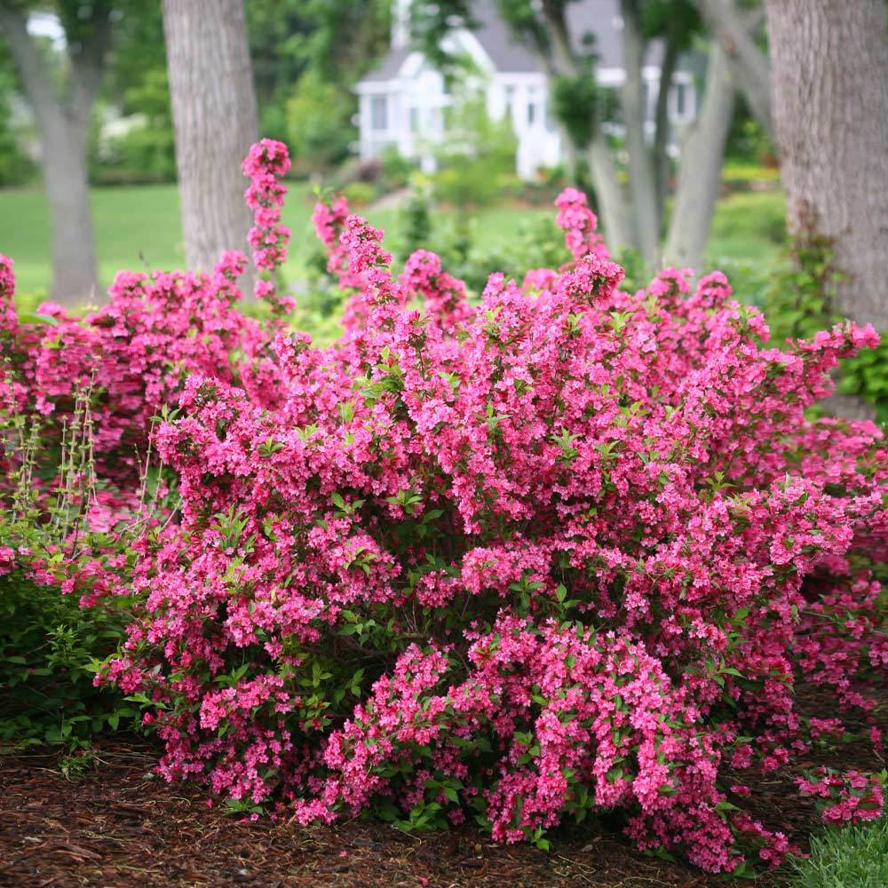 Sonic Bloom® Weigela Shrub