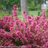 Sonic Bloom® Weigela Shrub
