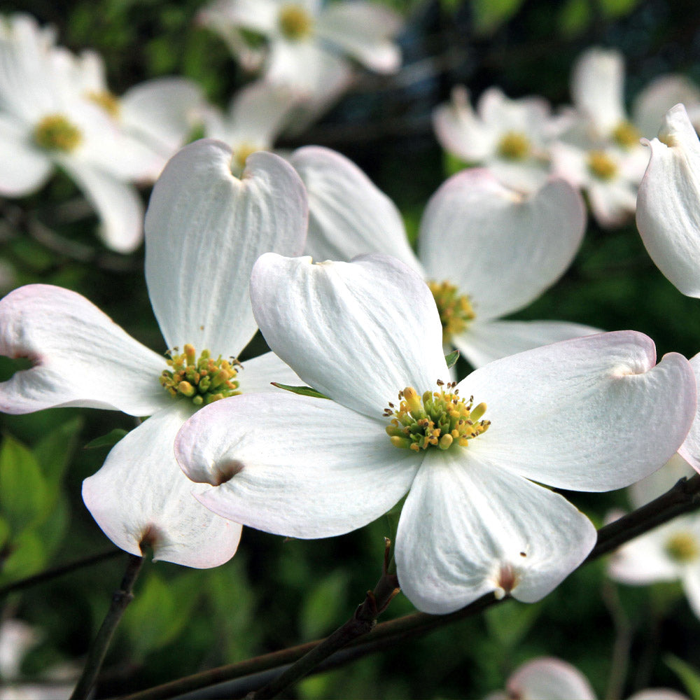 #2 - White Dogwood Tree