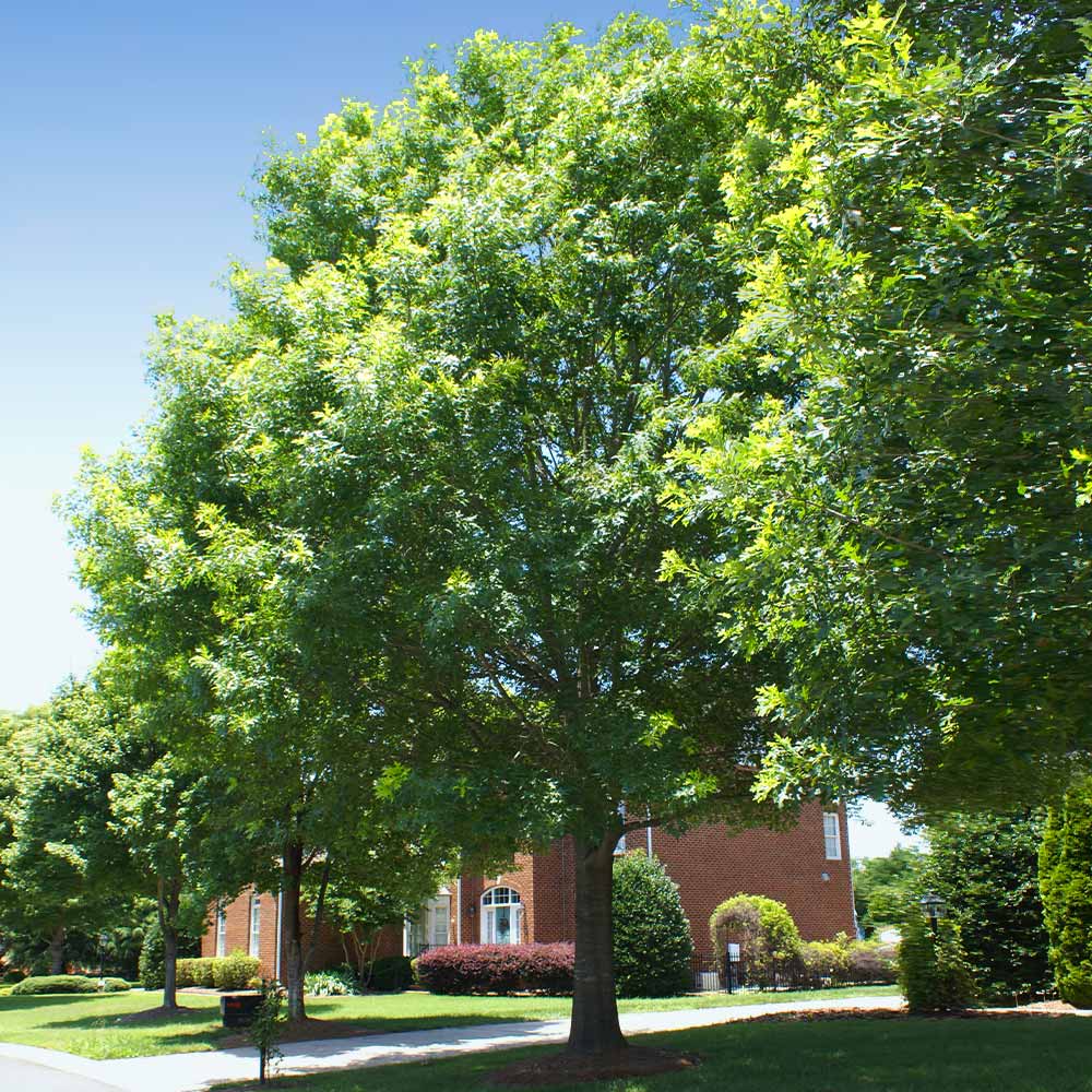 A photo of the White Oak Tree