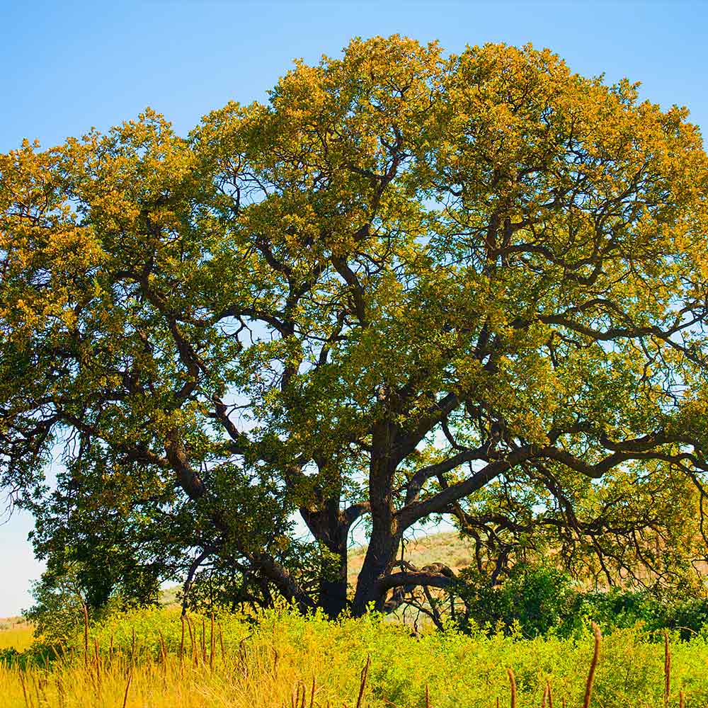 #3 - White Oak Tree