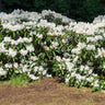 White Rhododendron Shrub