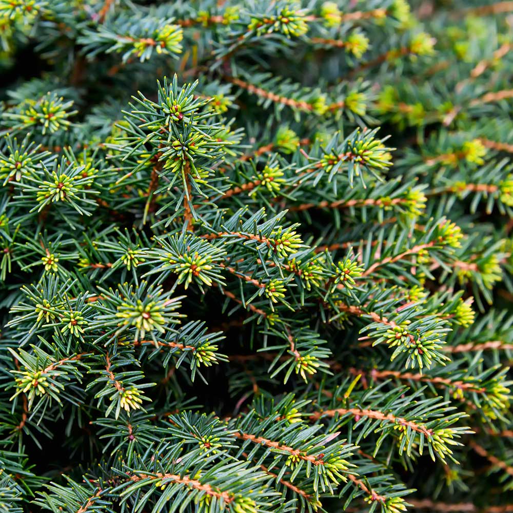 #3 - White Spruce Tree
