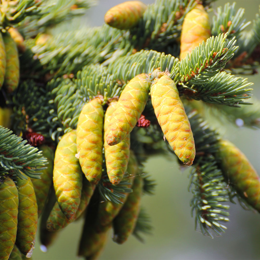 #4 - White Spruce Tree