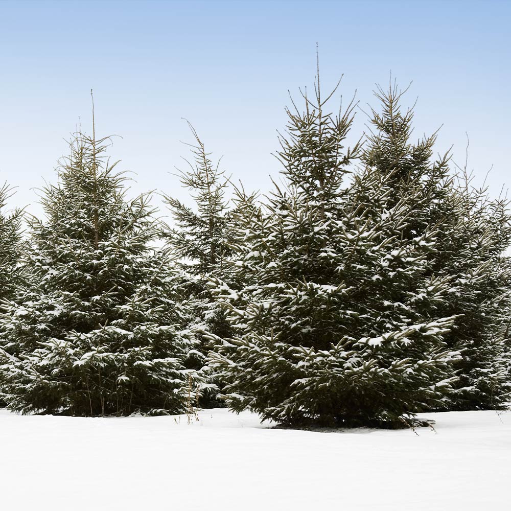 A photo of the White Spruce Tree