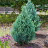 Wichita Blue Juniper Tree