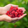 Willamette Red Raspberry Bush