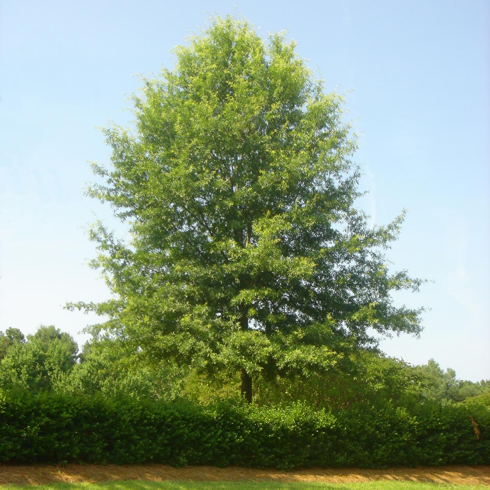 A photo of the Willow Oak Tree