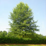 Willow Oak Tree