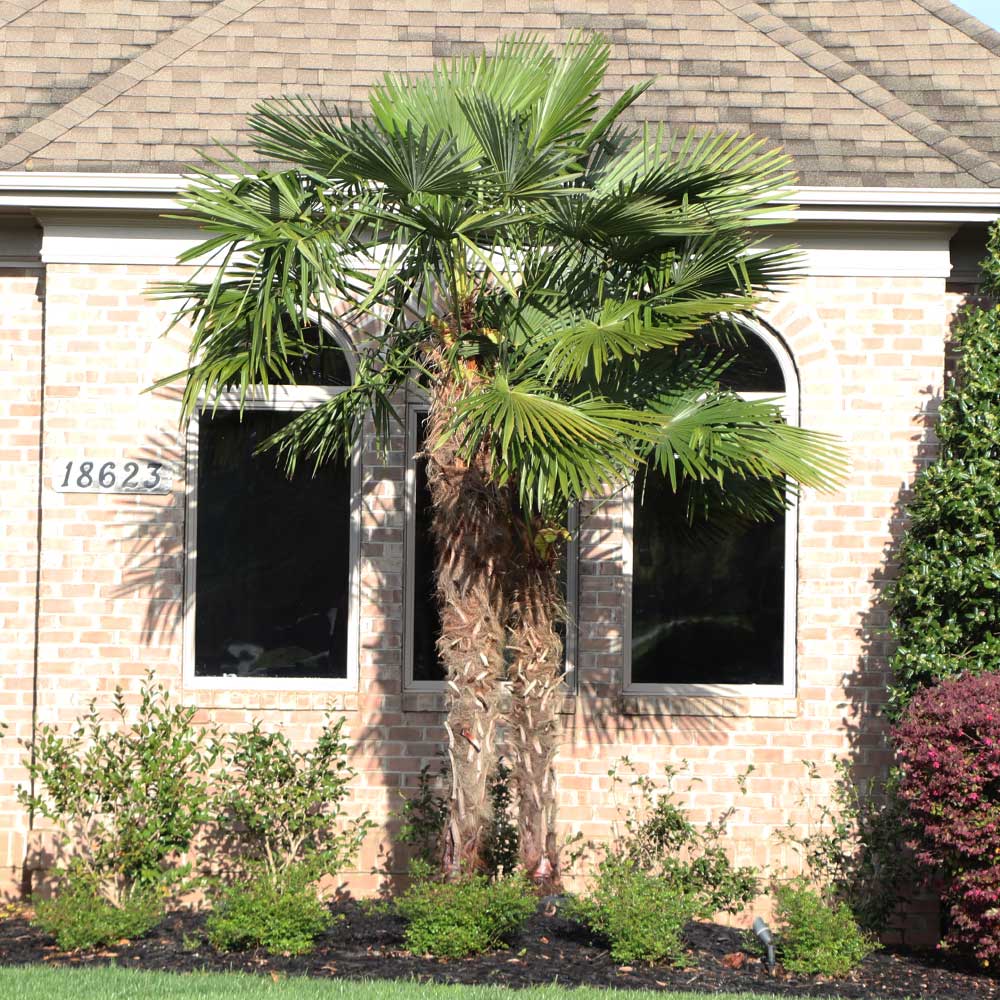 #3 - Windmill Palm Tree