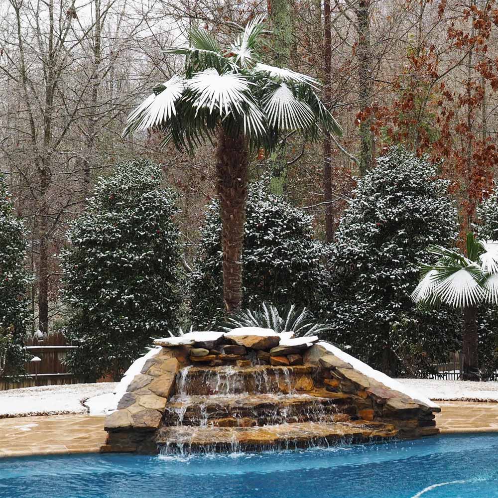 #4 - Windmill Palm Tree